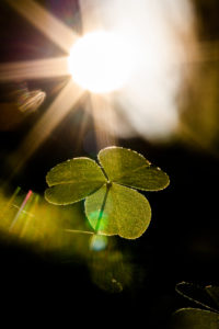 Clover in the shady forest, stretches towards the sun star Clover in the shady forest, stretches towards the sun star